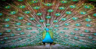 Belçikada Doğdular, İzmirli Olacaklar