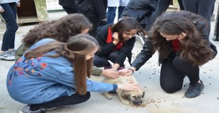 Hayvan Barınağı Konuklarını Ağırladı