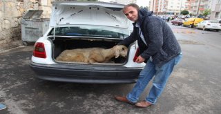 Kurbanlarını  Keserken Zor Anlar Yaşadılar