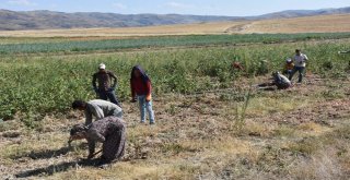 Bir Asırlık Kılıçlar Soğanının Hasadı Başladı