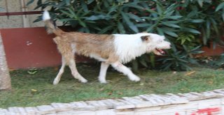 (Özel) Ölüme Terk Edilen Felçli Köpek Uzatılan Yardım Eliyle Hayat Döndü