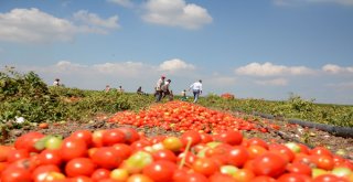 Karacabey Ovasında Domates Hasadı Başladı