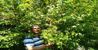 Çekirdekten Yetiştiriyor, Üretiyor, Satıyor