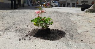 Edirne İl Genel Meclis Üyesi Yol Ortasına Çiçek Dikti