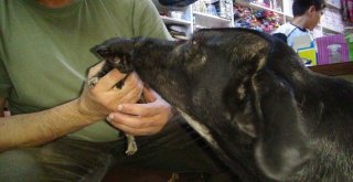 (Özel) Köpek Yavru Kediye Annelik Yapıyor