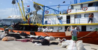 Karadenizli Balıkçılarda Sezon Heyecanı