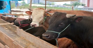 Maltepede Kurban Denetimi