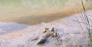 Water City 2, Vizyonda