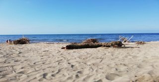 Vatandaşlar Sahilleri Temizledi