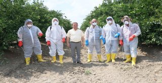 Akdeniz Meyve Sineğiyle Mücadelede Korku Devam Ediyor