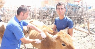 Siirtte Aşılama İle Hayvan Ölümleri Minimuma İndirildi