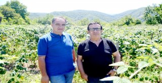 Aşırı Yağışlar Ahududuyu Vurdu