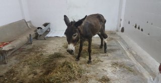 Yaralı Eşeğe Hayvan Severler Sahip Çıktı