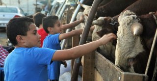 (Özel) Besicilerin 24 Saat Kurban Nöbeti