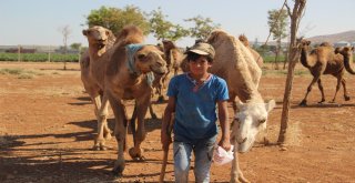 Şanlıurfada Yetiştirilen Kurbanlık Develer Alıcılarını Bekliyor