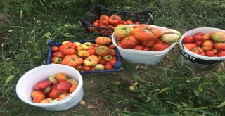 Domatesler 1 Kilogramı Aştı