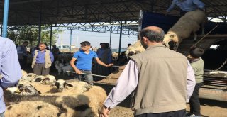 Siverekte Kurbanlıklar Pazara İndi