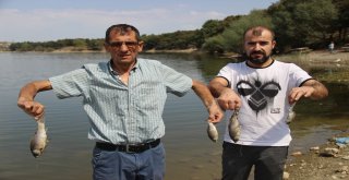 Kütahyada Esrarengiz Balık Ölümleri