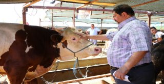 Kasaplar Odası Genel Başkan Yardımcısından Marketlere Minyatür Koçlu Gönderme