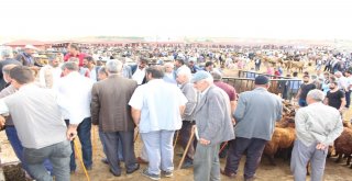 25 Bin Liralık Simental Dana Alana Biri Hediye