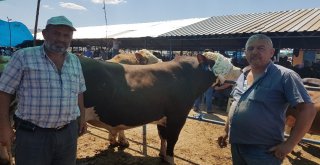 Vezirköprüde Kurban Pazarında Yüzler Gülüyor