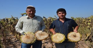Tavas Ovasında Ayçiçeği Hasadı Başladı