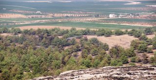Göbeklitepe Ormanında Korkutan Yangın Kontrol Altına Alındı