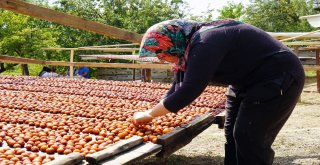 (Özel) Osmanlı Mutfağının Vazgeçilmez Meyvesi Üryani Eriğinin Hasadı Başladı