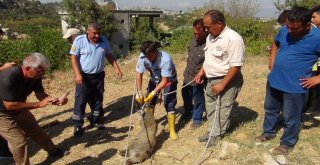 Çiftçilerin Üzümünü Yiyen Yavru Domuzu Düştüğü Kuyudan İtfaiye Kurtardı