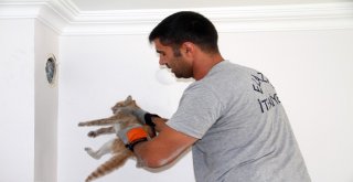 Bacaya Düşen Kedi Kurtarıldı