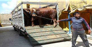 Başakşehir, Kurban Bayramına Hazır