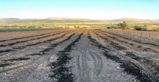 Antalyada ‘Safran Korkutelinde Üretiliyor