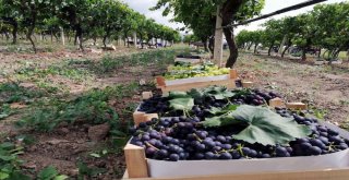 (Özel) Yılın İlk Üzüm Hasadı Sakaryada Başladı