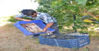 Akseki Pekmezinin Lezzeti Toprağından Geliyor