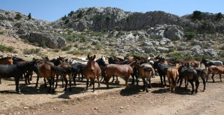 Yılkı Atları Geçen Yıl Gelen 25 Bin Turist Sayısını, Yılın Bu Ayında İkiye Katladı
