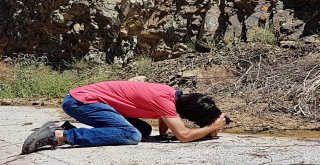 Gümüşhane Kelebeklerine Yeni Bir Tür Daha Eklendi