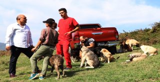 Zonguldaklı İki Aile 120 Sokak Köpeğine Yuva Oldu