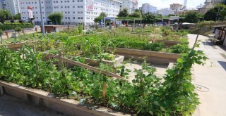 Küçükçekmeceliler Pazara Gitmiyor, Bahçeye İniyor