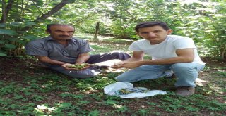 Fındık Bahçelerinde Meyve Dökümü