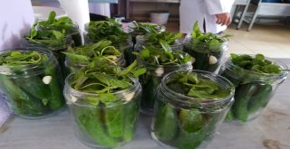 Gastronomi Kenti Hatayda Dolmalık Ve Turşuluk Salatalıklar Kışa Hazırlanıyor