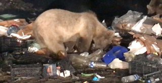 (Özel) Ayı Kendisini Görüntüleyen Gazeteciye Saldırdı