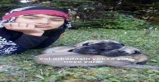 Rizeli Hamdu Sena Annesiz Kalan 4 Minik Köpeğe Anne Oldu