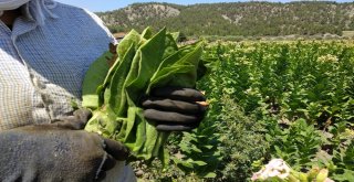 Denizlide 40 Derece Sıcak Altında Yoğun Tütün Mesaisi
