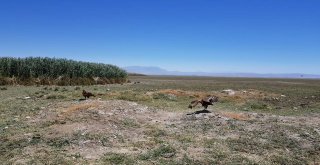 Tedavileri Tamamlanan 2 Kızıl Şahin Özgürlüğe Kanat Çırptı