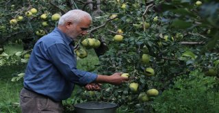 (Özel Haber) Bu Armudun Tanesi 1 Kilo Geliyor