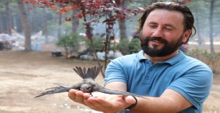 Gizemini Koruyan Ebabil Kuşu Karabükü Yurt Edindi