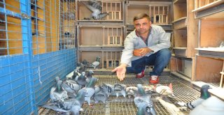 Mesafe Tanımayan Güvercin Sahibine Kupa Kazandırdı