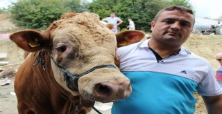 15 Temmuz Doğumlu Dev Boğayı Alana, Yanında 3 Boğa Hediye