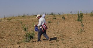 Gercüşte Fıstık Ağaçları Aşılanmaya Başlandı