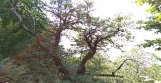 (Özel Haber) Katil Arılar Kestane Ağaçlarını Kuruttu